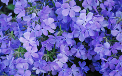 Top 10 Perennials for Year-Round Color in Your Garden